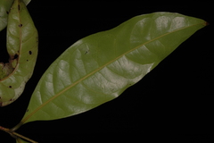 Chionanthus leprocarpus var. courtallensis